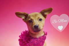 Request Quote: Puppy Love Carol's Dog Walking - Dog Sitting Service - Philadelphia, PA