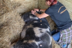 Request Quote: Little Lotus - Animal Reiki Therapy and Animal Communication - Nationwide