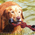 Fabulous Oil Paintings of Dogs, Animals - Pet Portrait Art - Nationwide