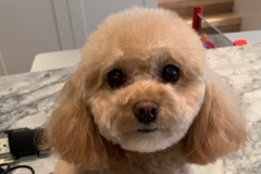 Request Quote: Good Dog! Private Mobile Dog Grooming - New York, NY