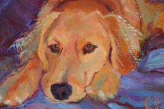 Request Quote: Pet Portraits by Darlene Katz - Nationwide