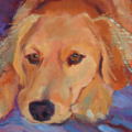 Pet Portraits by Darlene Katz - Nationwide