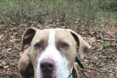 Request Quote: Daily Leash Dog Walking and Pet Taxi - Holliston, MA