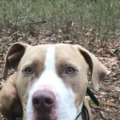 Daily Leash Dog Walking and Pet Taxi - Holliston, MA