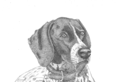 Request Quote: Paradise Pet Portraits - Nationwide