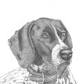 Paradise Pet Portraits - Nationwide