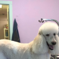 The Spoiled Dog Groomery - Dog Grooming Service - Arvada, CO