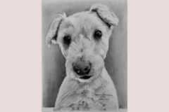 Request Quote: JAAs Pet Potrait and Pencil Art   - Nationwide