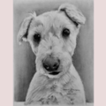 JAAs Pet Potrait and Pencil Art   - Nationwide