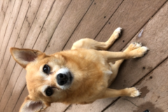 Request Quote: Tailwaggers In Home Pet Sitting Services  - Mantua Township, NJ