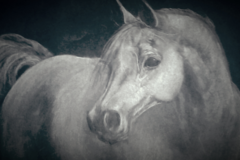Request Quote: Art by Denise Snyder - Pet Portrait Artist - - Nationwide