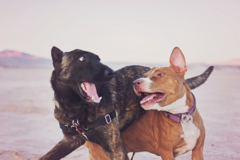 Request Quote: JessRaquel Pet Photography  - Henderson, NV