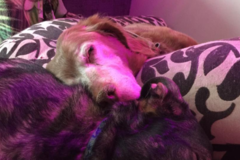 Request Quote: Aroma Centered - Animal Reiki - Certified Aromatherapist - Nationwide