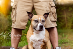 Request Quote: Lily Raven Pet Photography  - Springfield, MA