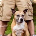Lily Raven Pet Photography  - Springfield, MA