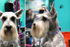 Request Quote: Coco Clips Dog Grooming - Vienna, VA