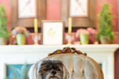 Request Quote: NosesTailsPaws Pet Photography  - Keizer, OR