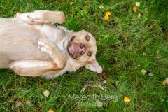 Request Quote: Meredith Berg Dog Photography - Anchorage, AK