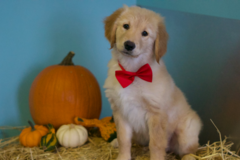 Request Quote: Bath House Pet Grooming and Spa - Jacksonville Beach, FL