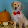Bath House Pet Grooming and Spa - Jacksonville Beach, FL