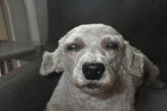 Request Quote: Groomer Mobile - Certified Mobile Dog Groomers - New York, NY