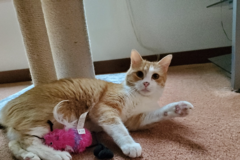 Request Quote: Paw 2 Paw Pet Sitting - Now Accepting New Clients - Boones Mill, VA