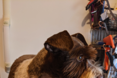 Request Quote: Dog In A Tub - Pet Sitting - Greenville, TX