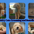 Country Cutz Pet Grooming and Boarding LLC  - Craigsville, VA