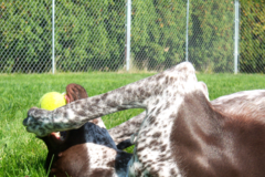 Request Quote: Gem Crest Kennels - Pet Boarding - Boise, ID
