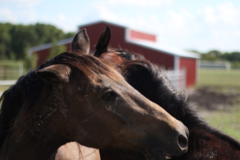 Request Quote: Dog and Horse Boarding - Caddo Mills, TX