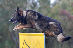 Request Quote: Canine Cadre - Dog Behaviorist - Nationwide