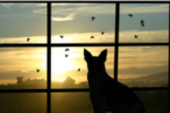 Request Quote: Suzan Vaughn - Animal Communicator and Pet Psychic  - Nationwide