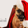 Animal Tales Studio - Pet Photography - Darden, TN