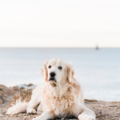 Dog Adventure Session - Pet Photography - Newport, RI