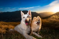 Request Quote: BG PhoDOGraphy - Dog Photographer - San Diego, CA
