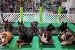 Request Quote: Reach K9 - In Home Private Dog Training - Powhatan, VA