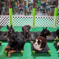 Reach K9 - In Home Private Dog Training - Powhatan, VA