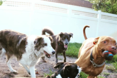 Request Quote: P.A.W.S - Pet Daycare and Pet Sitting Services - Pompano Beach, FL