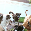 P.A.W.S - Pet Daycare and Pet Sitting Services - Pompano Beach, FL