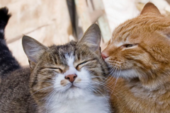 Request Quote: Cattitude grooming and Cat boarding  - Chino Hills, CA