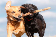 Request Quote: Coco & Boo Pet Concierge - Oceanside, CA