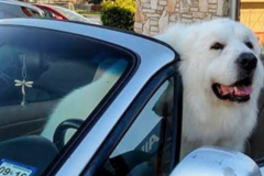 Request Quote: Dog Stars Dog Grooming & More - Universal City, TX