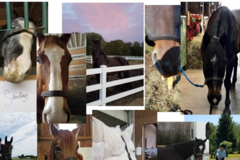 Request Quote: The Animated Horse Equine Massage & Bodywork - Holland, MI