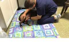 Request Quote: Comforting K9's - Dog Massage & Laser Therapy - Nationwide