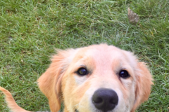 Request Quote: Carolyn's Pampered Pets LLC - Dog Walking - Grand Rapids, MI