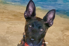 Request Quote: 15 Days With Trainer - Private Dog and Puppy Training - Cincinnati, OH