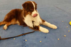 Request Quote: Canine Sports & Activity Center - Dog Training Services - Wallington, NJ