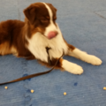 Canine Sports & Activity Center - Dog Training Services - Wallington, NJ