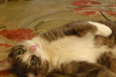 Request Quote: Cat Sitting/Boarding with Julie Prince - New York, NY