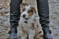 Request Quote: Patty's Pet Photography - Littleton, CO